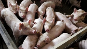 Tucumán: un proyecto porcino busca agregar valor a la carne