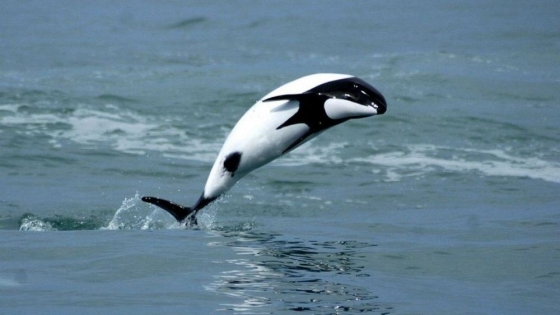 Chubut declara Monumentos Naturales a siete especies clave de su fauna