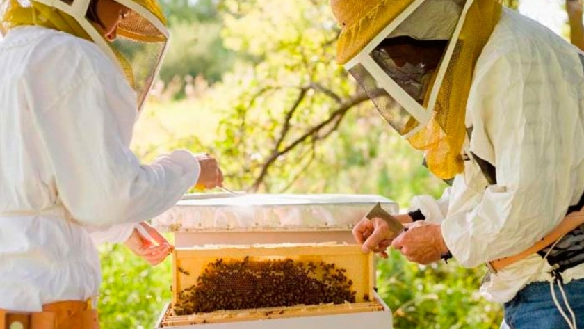 Primeros pasos en el trabajo del apicultor durante la primavera