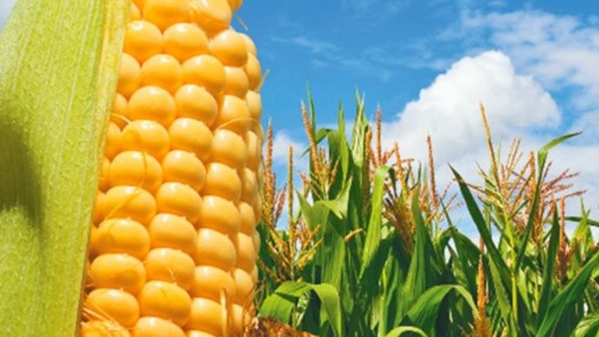 Primera Gira Agropecuaria mostrará el potencial para la producción de oleaginosas