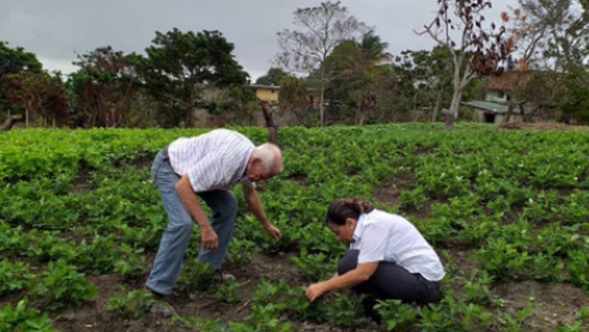 El maní surge en Cocorote con el patio de Los Gallo