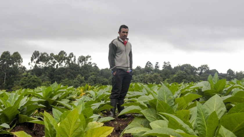 Agricultura transfirió a Corrientes $175 millones correspondientes al Fondo Especial del Tabaco