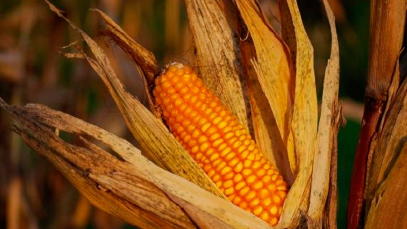 Maíz: un propietario de campo debe recolectar casi 2.800 kg/ha para cubrir los costos