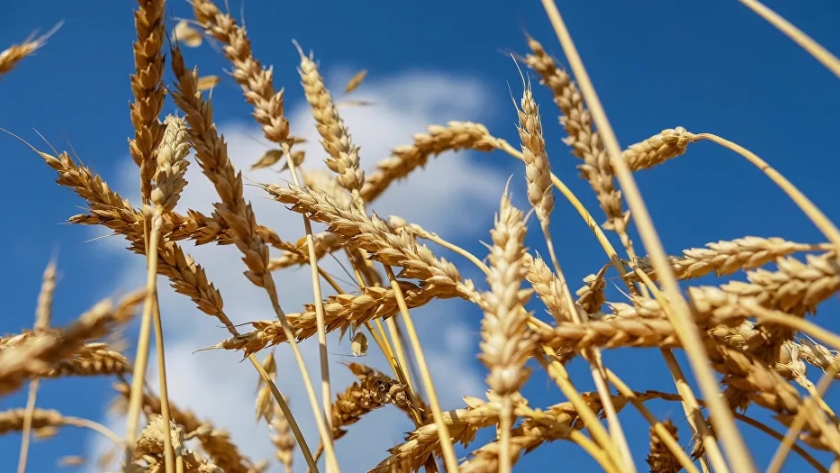 Rusia construye en Siberia una fábrica para hacer bioplástico a partir de trigo