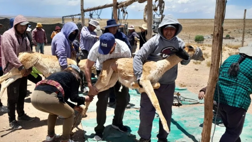 Positivo balance de la esquila de vicuñas: 36 chakus en 2022