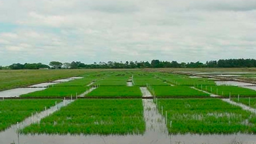 Arroz: las represas en Entre Ríos cuentan con aproximadamente el 90 % de su capacidad