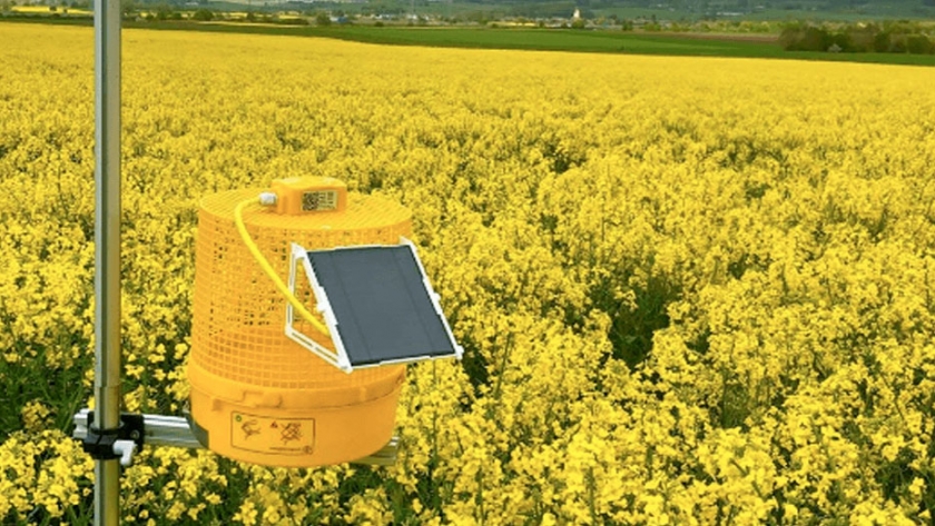 La increíble tecnología alemana que permite detectar plagas en colza con una trampa digital