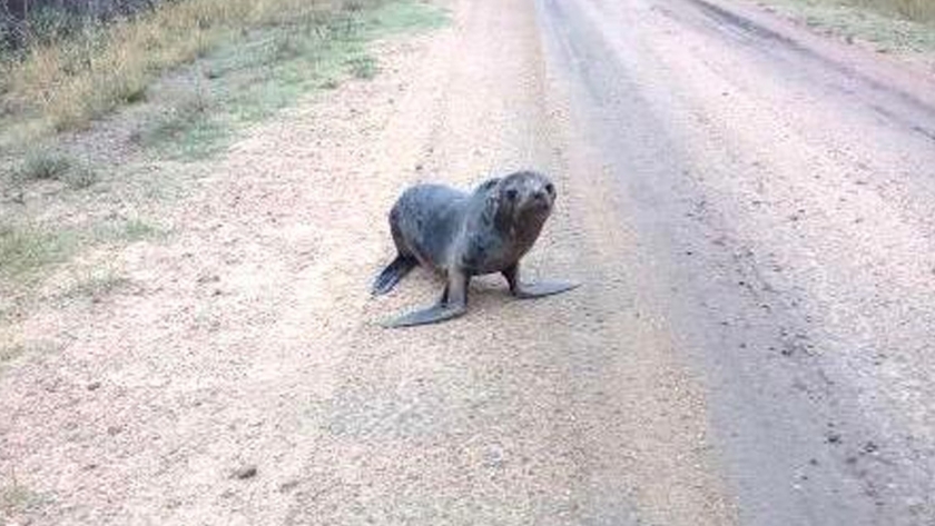 Ambiente rescató un lobo marino que fue encontrado en Gualeguaychú