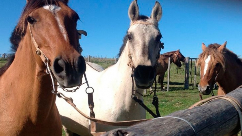 Criollo, el caballo de todos