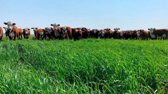 ¿Cómo lograr una implantación exitosa y un buen manejo de pasturas megatérmicas?