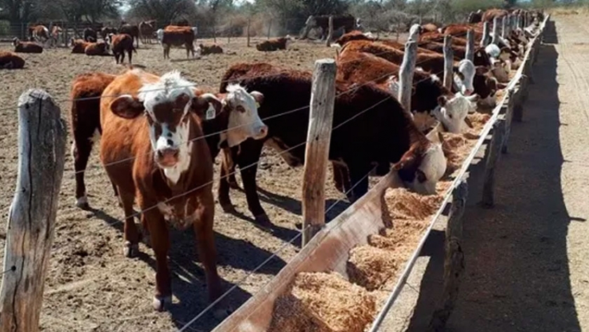 El sorgo, una oportunidad para agregar valor: las virtudes del silaje y su aporte a los sistemas de cría y recría