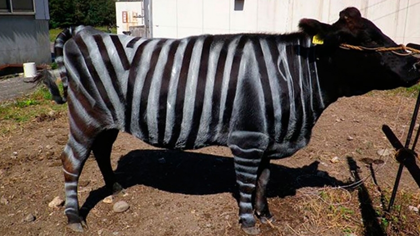 Crean un ' pesticida natural'  para disminuir picaduras en vacas