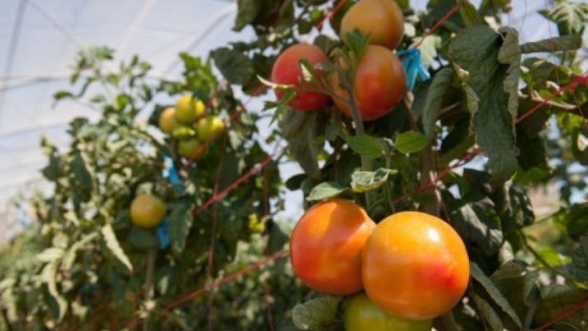 Pautas de manejo para tomate en invernadero