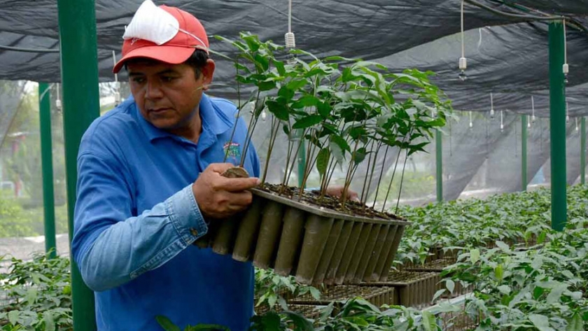 México: prevén sembrar 100 millones de árboles en lo que resta del 2020