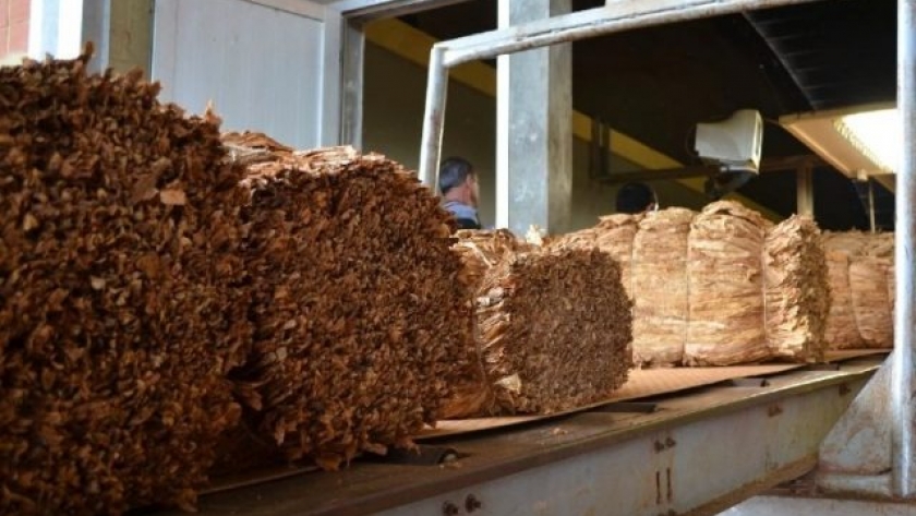Misiones ya acopió 11 millones de kilos de tabaco