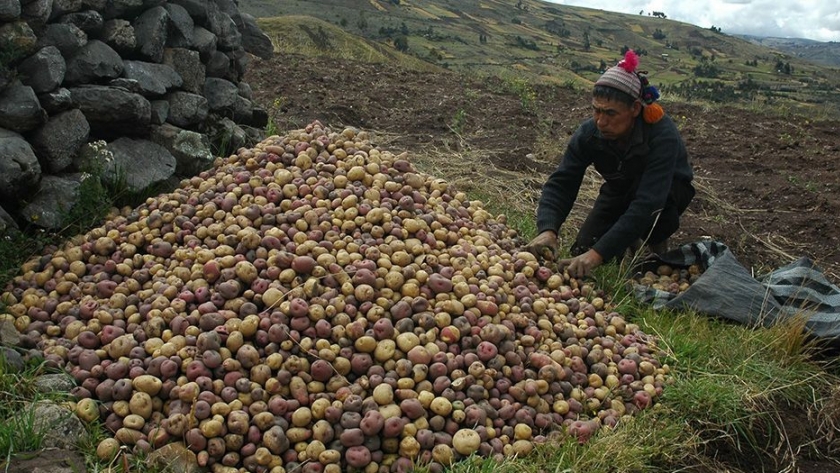 Cusco: Supervisan labor de más de 17 asociaciones semilleristas