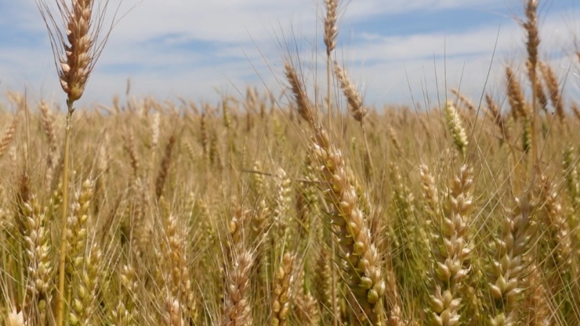 Campaña Triguera Argentina 2024/25: expectativas récord y desafíos climáticos