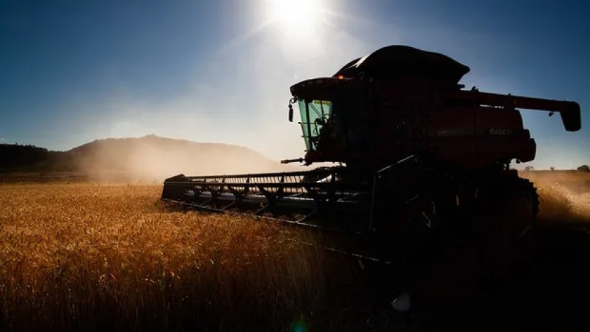 Aún sin incentivos, el trigo y la cebada aportarían US$ 1593 millones al Estado durante el 2024