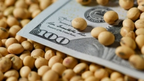 Soja en ascenso: tercera suba consecutiva en Chicago impulsa el precio local a $293.000 por tonelada