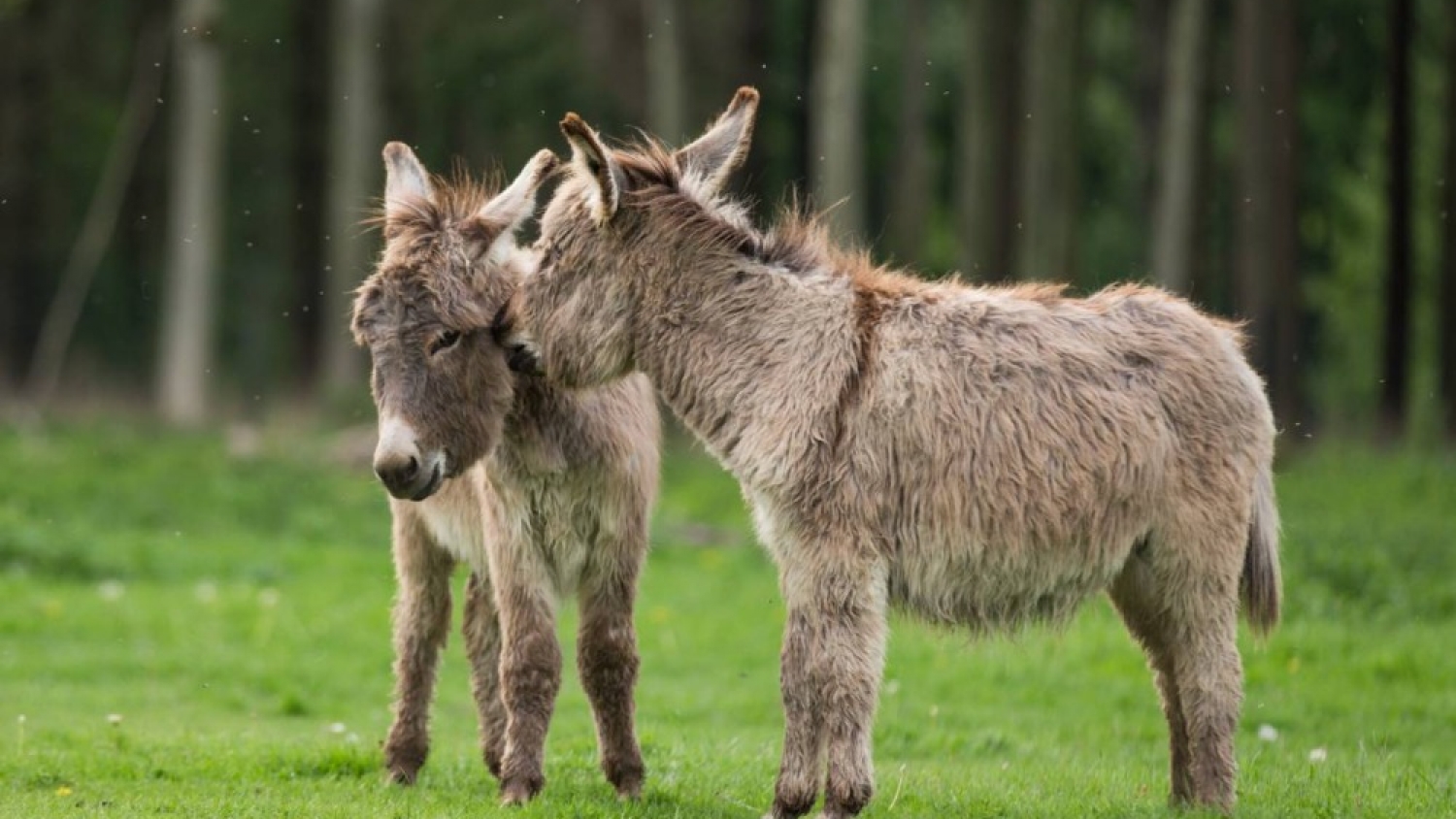 Carne de burro en Chubut genera tensión con Alemania