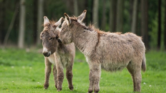 Carne de burro en Chubut genera tensión con Alemania