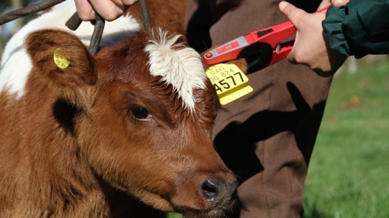 Argentina avanza hacia la identificación electrónica del ganado para potenciar exportaciones de carne