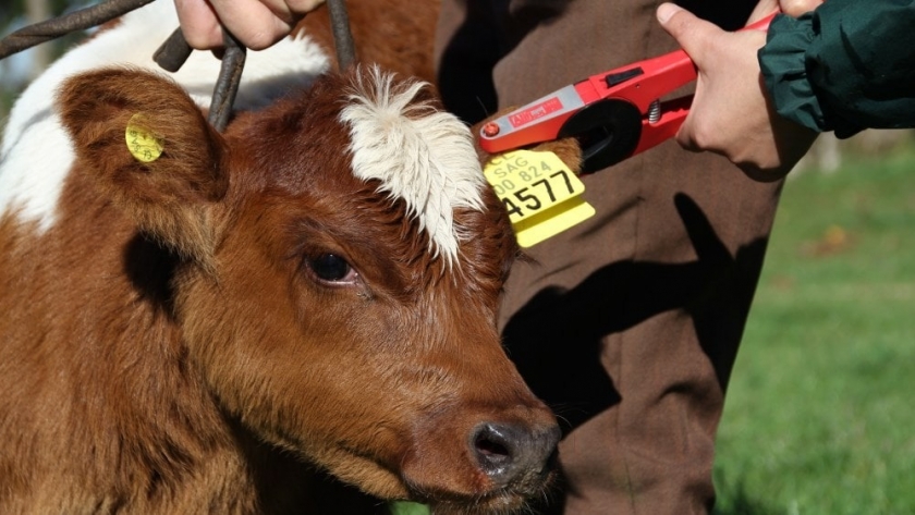 Argentina avanza hacia la identificación electrónica del ganado para potenciar exportaciones de carne