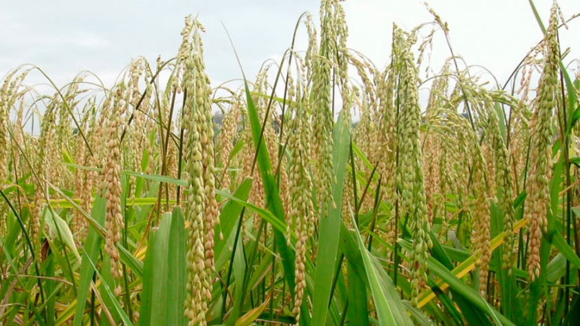 Arroz: cae la superficie sembrada en Entre Ríos, y se ubica como la tercera más baja desde 2000/01