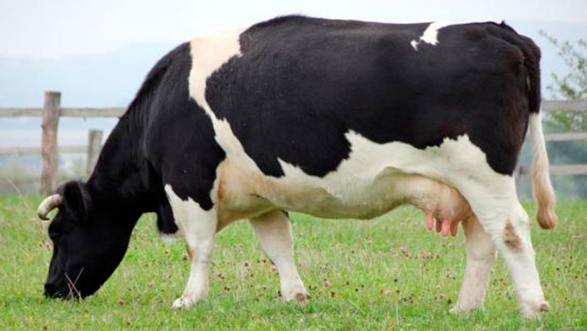 Preocupación por la mastitis