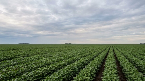 El Niño cambia las reglas para la campaña agrícola: qué recomiendan desde el INTA para la siembra de gruesa