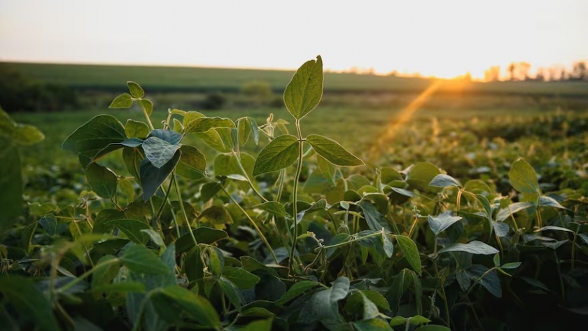 Crisis en el agro: bajos precios y altos costos amenazan la rentabilidad para 2025