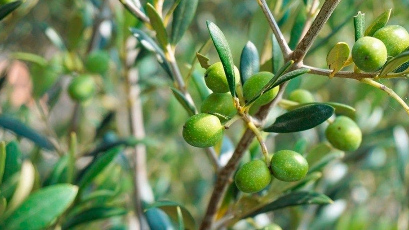 Calculan que cosecharán entre 70 mil y 80 mil toneladas de aceitunas