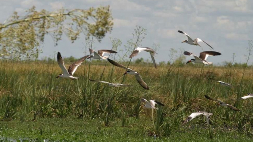 Desde los Esteros del Iberá se estimula la responsabilidad y acción en términos de cuidado ambiental