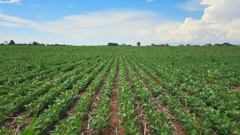 La soja en Paraguay enfrenta un desafío crítico por la falta de lluvias