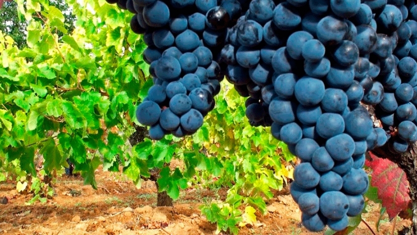 Presentan prototipo para la cosecha de los viñedos