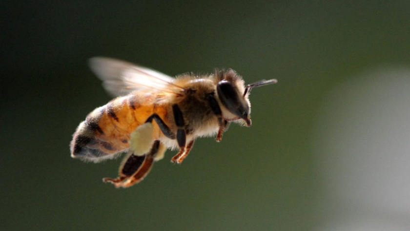 Abeja nativa para asegurar la polinización