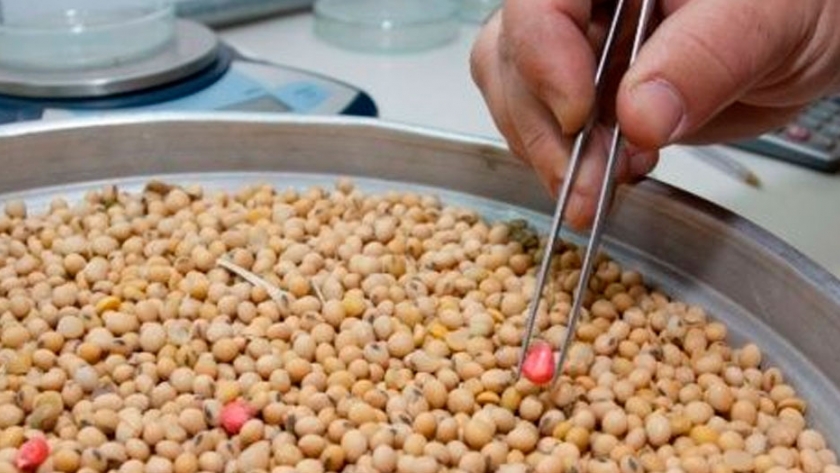 Una nueva semilla transgénica ingresa al mercado