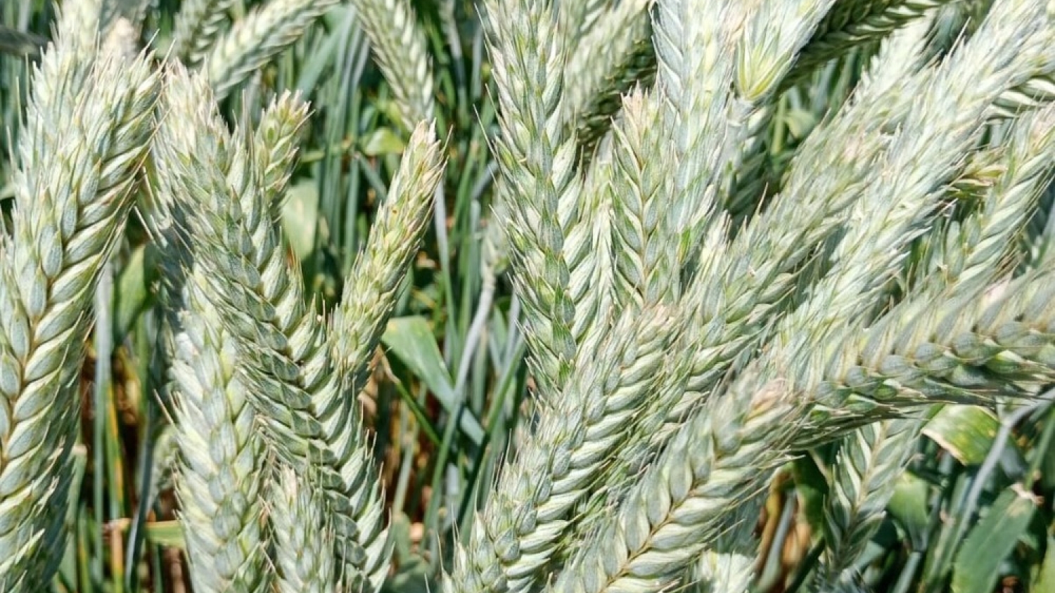 Desarrollan un triticale resistente a herbicidas por primera vez