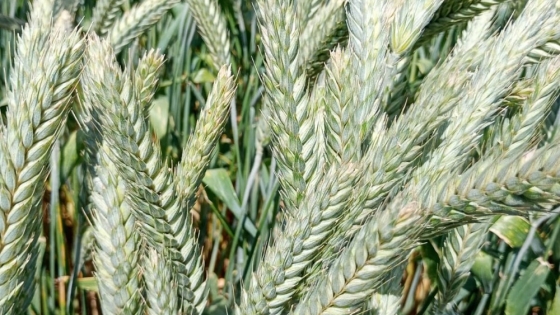 Desarrollan un triticale resistente a herbicidas por primera vez