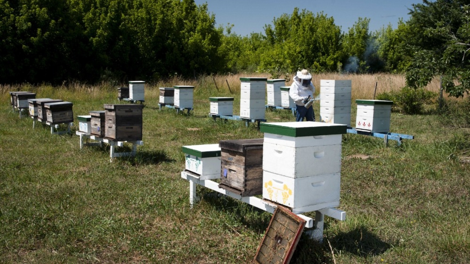 Apicultura: inversión internacional por más de USD 15 millones busca transformar la producción y potenciar exportaciones