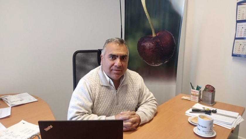 Cerezas: comenzó la cosecha en Mendoza