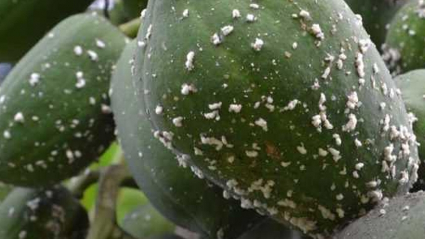 Las especies no nativas amenazan al 73% de los estados africanos
