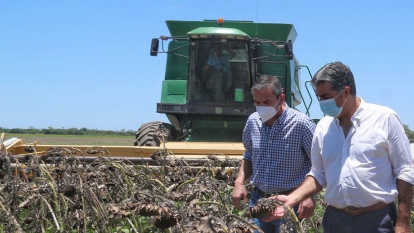 Capitanich acompañó el inicio de la cosecha de girasol en Napenay