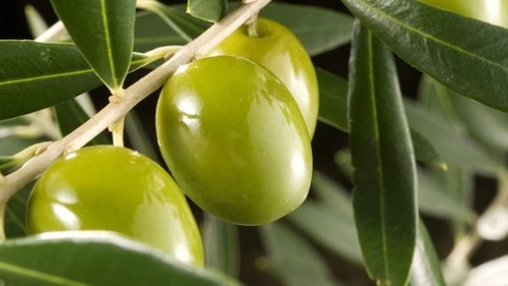 Declararon la Emergencia Agropecuaria para el sector olivícola catamarqueño
