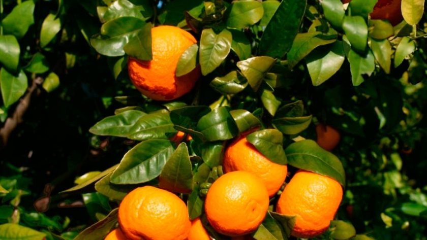 Las ventas de mandarina Orri se disparan