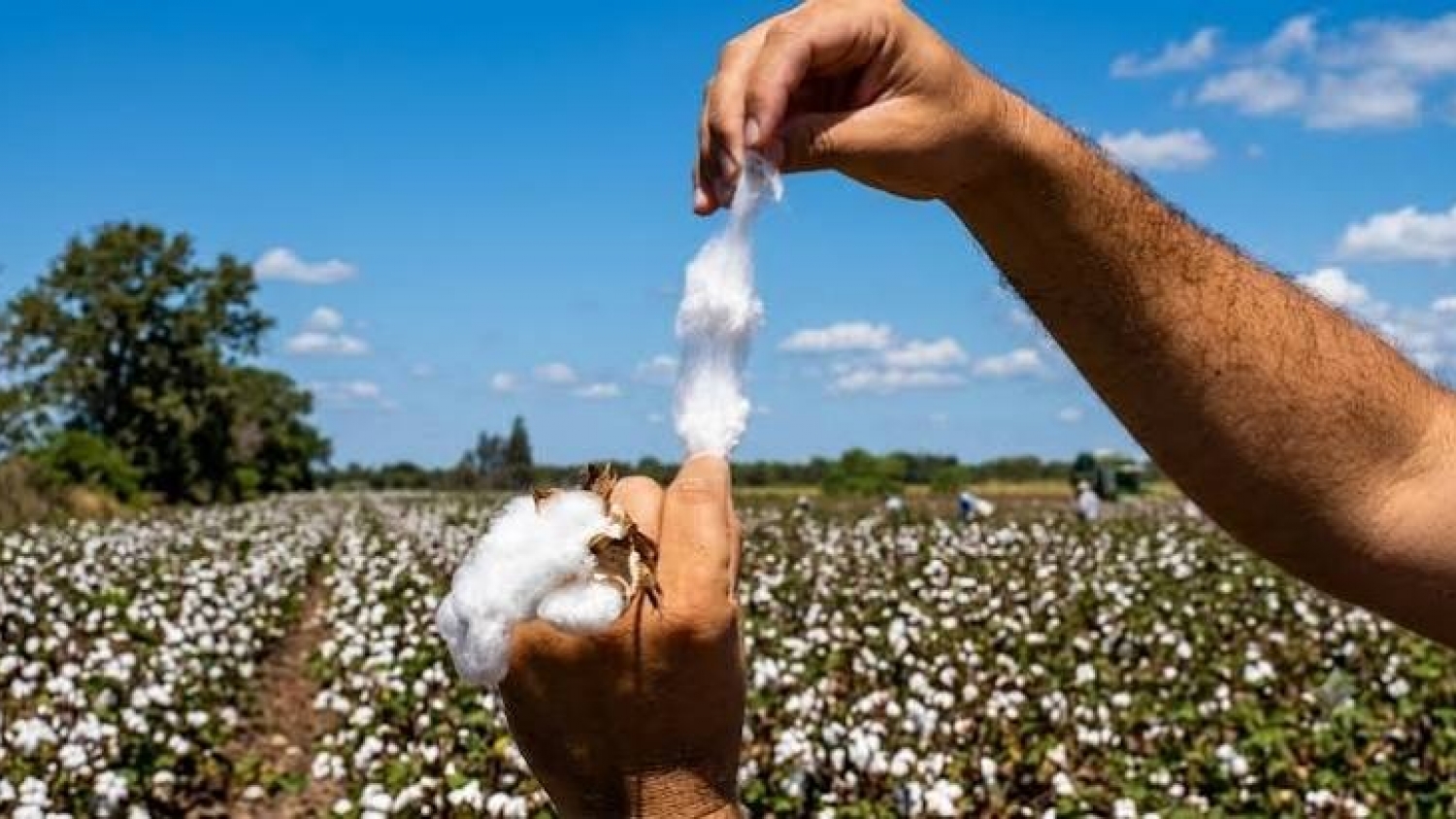 El INTA incorpora tecnología de precisión para elevar la calidad del algodón argentino