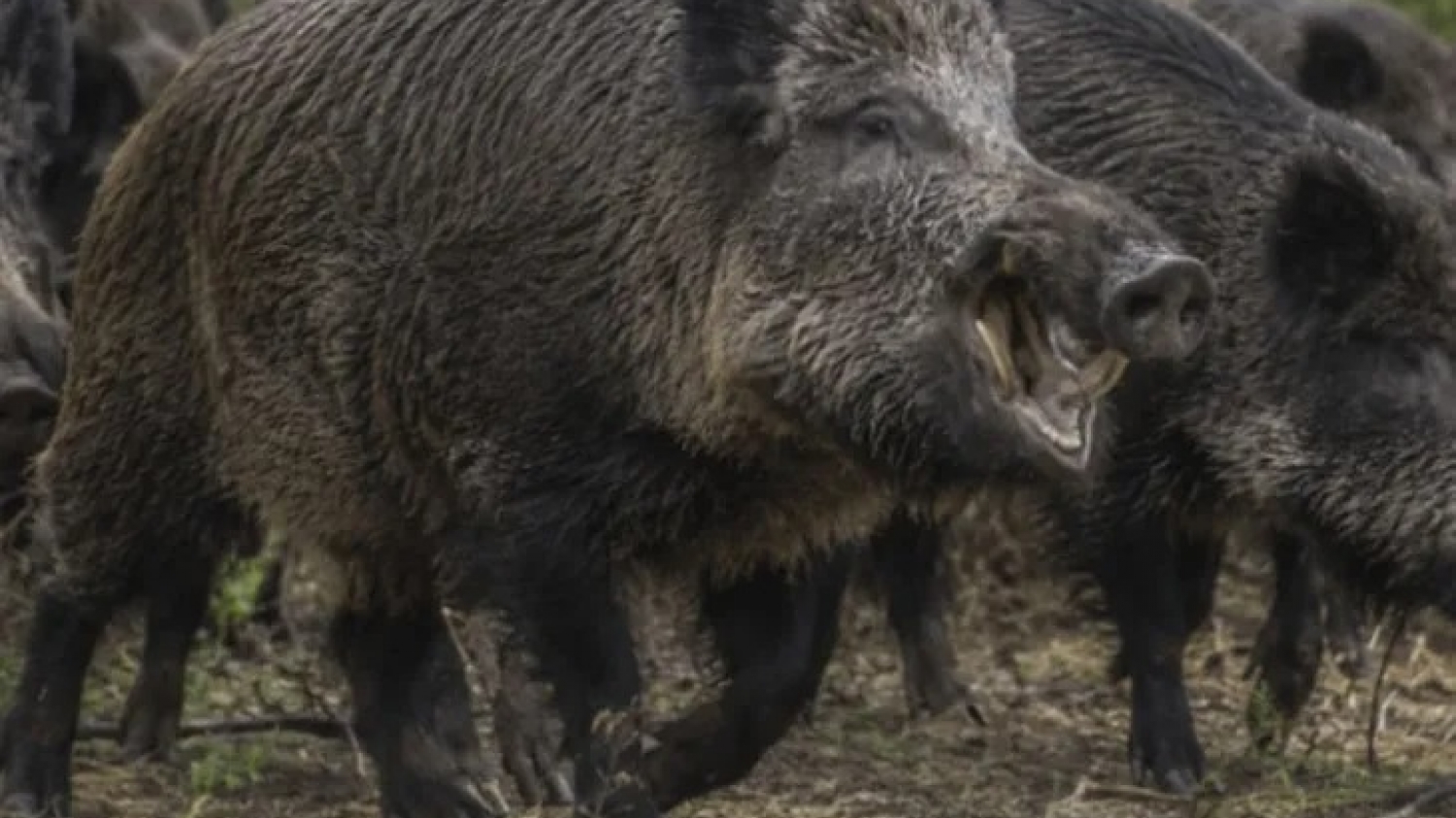 Río Negro abre la puerta a un nuevo negocio: jabalí y guanaco podrían ingresar al mercado de carnes