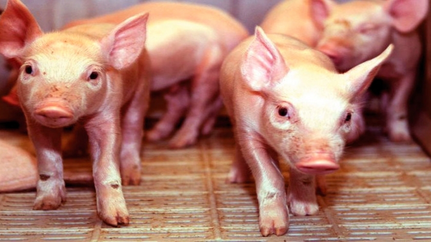 China invertiría en la producción de carne de cerdo