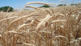 El USDA pronostica una producción récord de trigo a nivel mundial