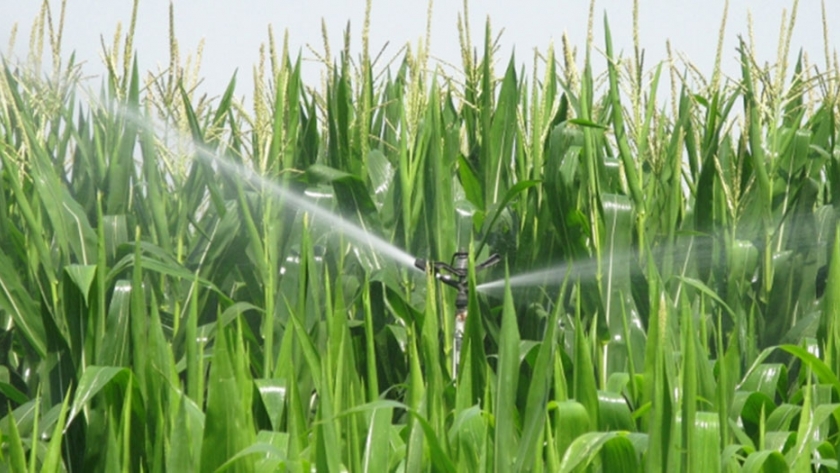 Sensores de humedad en suelo para regular el riego en el cultivo de maíz